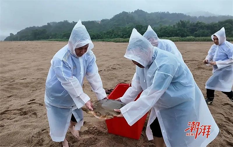 潮州渔民捕到“水中大熊猫”韩江鼋，为古老物种已有1.75亿年历史（组图） - 2