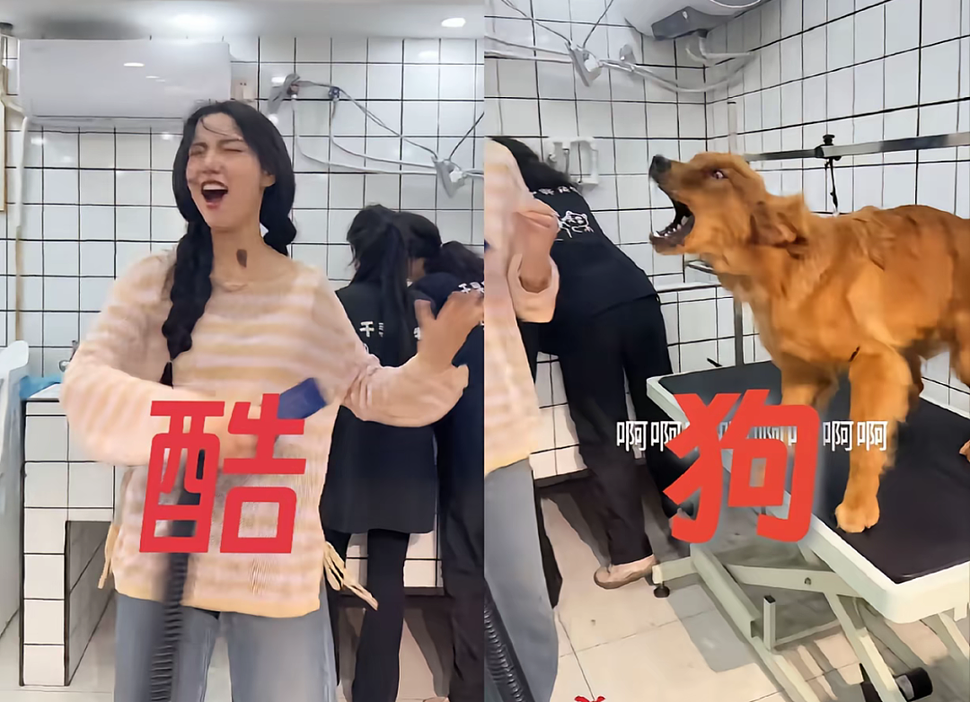 【宠物】网友给狗子洗完澡用吹风机开起了演唱会,狗子也超配合…演唱会的风还是吹到了狗届(组图) - 15