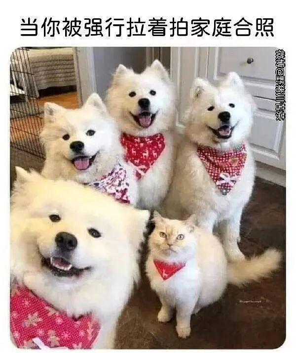 【爆笑】“相亲还要先发表sci一区论文…?”啊啊啊留给正常人的时间已经不多了!(组图) - 78