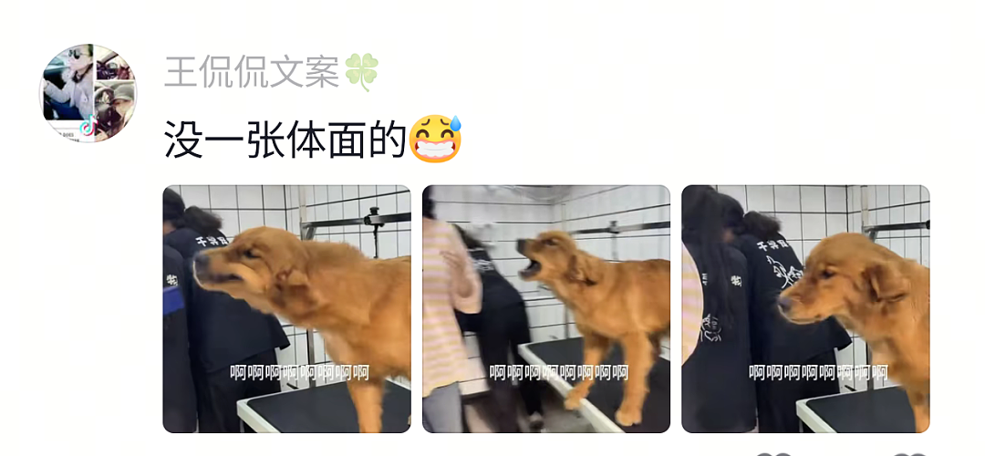 【宠物】网友给狗子洗完澡用吹风机开起了演唱会,狗子也超配合…演唱会的风还是吹到了狗届(组图) - 19