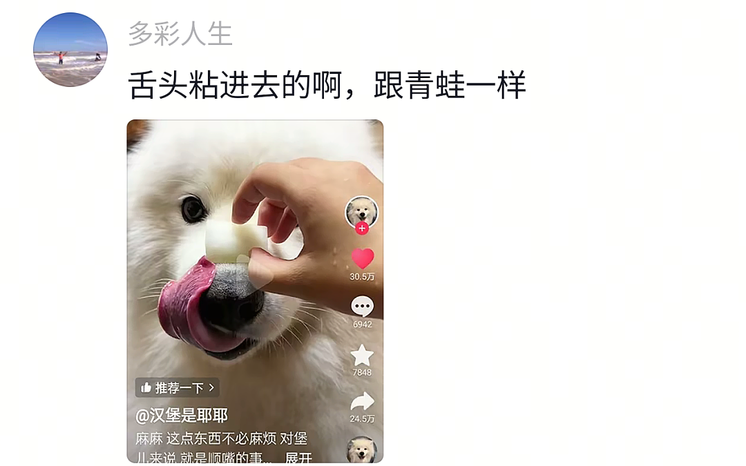 【宠物】网友给狗子洗完澡用吹风机开起了演唱会,狗子也超配合…演唱会的风还是吹到了狗届(组图) - 27