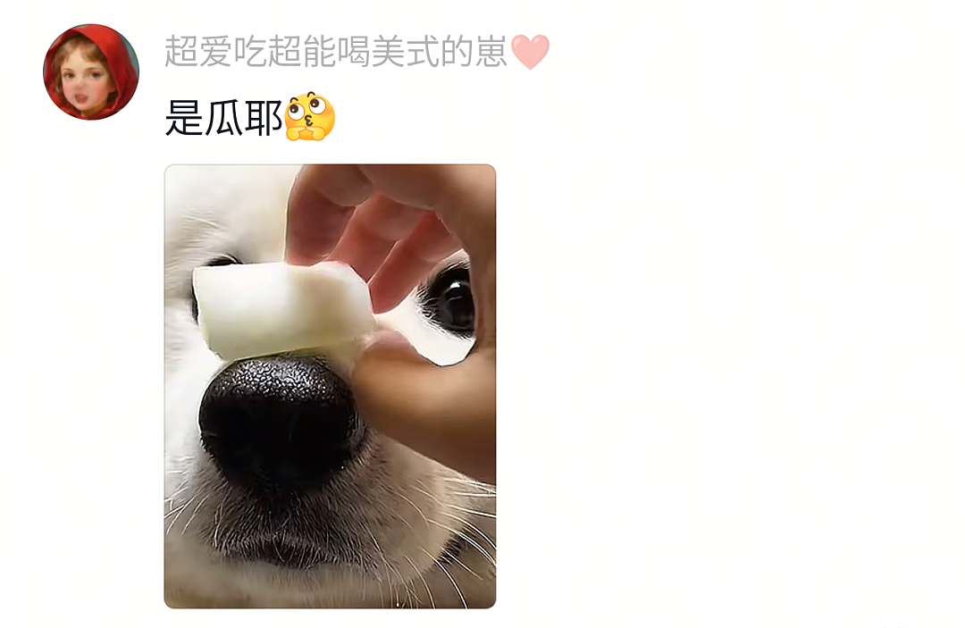 【宠物】网友给狗子洗完澡用吹风机开起了演唱会,狗子也超配合…演唱会的风还是吹到了狗届(组图) - 28