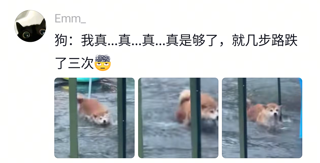 【宠物】网友给狗子洗完澡用吹风机开起了演唱会,狗子也超配合…演唱会的风还是吹到了狗届(组图) - 7