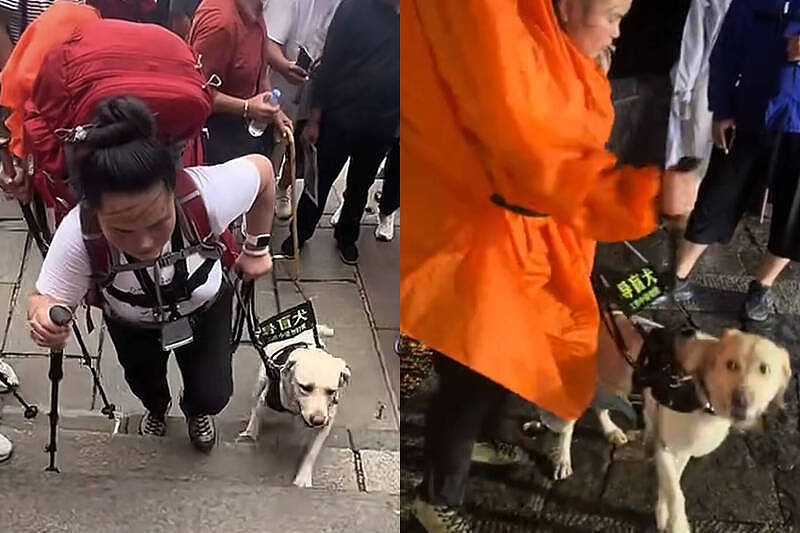 网心疼！导盲犬暴雨夜陪爬泰山却遭仗打，北京视障夫妻惹众怒（视频/图） - 1