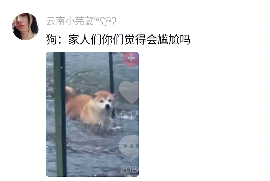 【宠物】网友给狗子洗完澡用吹风机开起了演唱会,狗子也超配合…演唱会的风还是吹到了狗届(组图) - 10