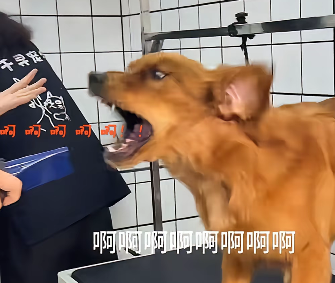 【宠物】网友给狗子洗完澡用吹风机开起了演唱会,狗子也超配合…演唱会的风还是吹到了狗届(组图) - 18
