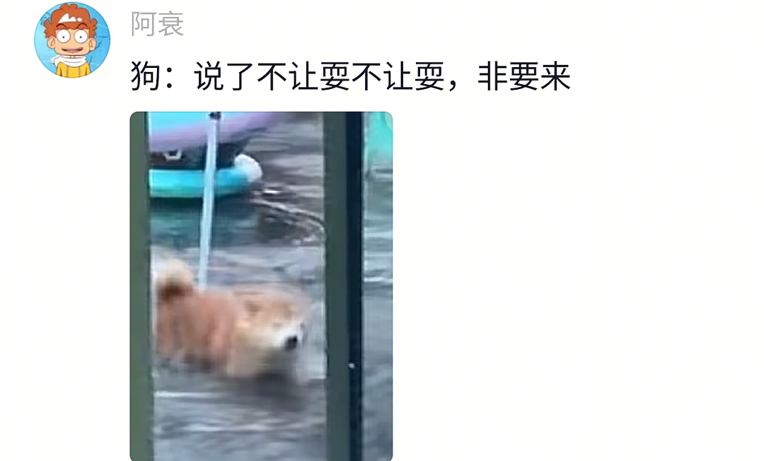 【宠物】网友给狗子洗完澡用吹风机开起了演唱会,狗子也超配合…演唱会的风还是吹到了狗届(组图) - 3