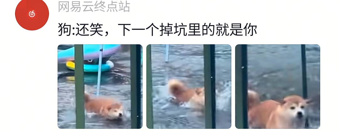 【宠物】网友给狗子洗完澡用吹风机开起了演唱会,狗子也超配合…演唱会的风还是吹到了狗届(组图) - 6