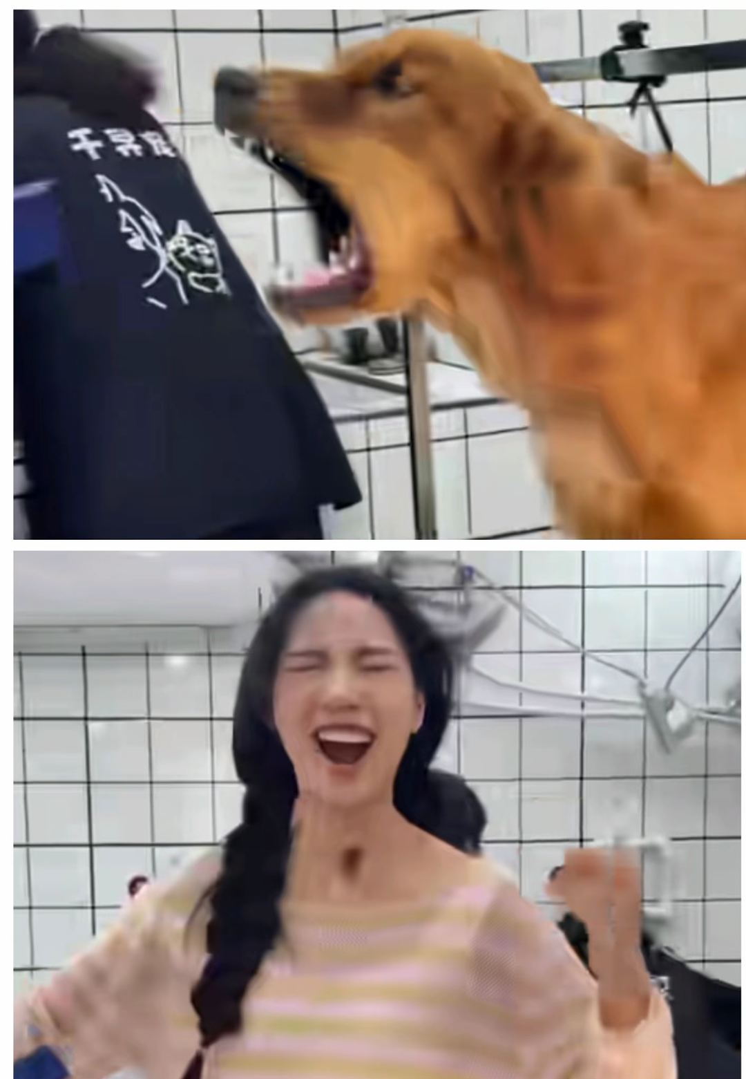 【宠物】网友给狗子洗完澡用吹风机开起了演唱会,狗子也超配合…演唱会的风还是吹到了狗届(组图) - 22