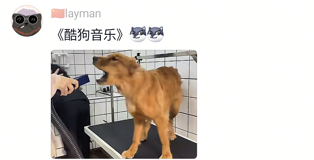 【宠物】网友给狗子洗完澡用吹风机开起了演唱会,狗子也超配合…演唱会的风还是吹到了狗届(组图) - 12