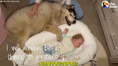 【宠物】狗狗贴着主人的孕肚休息,突然就被宝宝踢了一脚(视频/组图) - 14