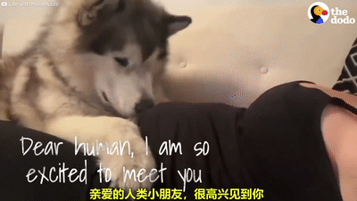 【宠物】狗狗贴着主人的孕肚休息,突然就被宝宝踢了一脚(视频/组图) - 12