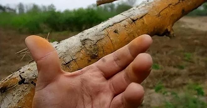 不止喜马拉雅!九寨沟圆明园都曾遭破坏,陈凯歌张纪中被点名批评(组图) - 20