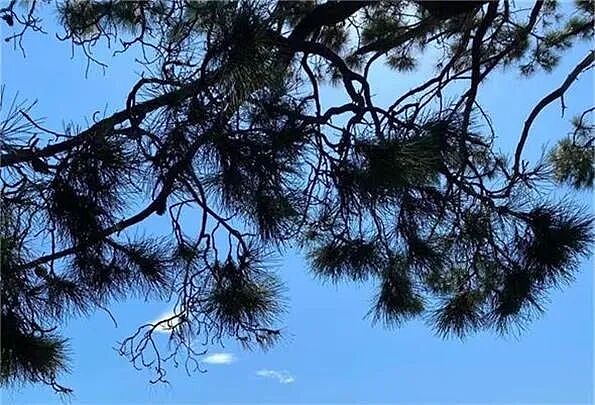 澳首府城市房产清盘率升至四年来最高水平 市场“稳而不旺”  管道产品分销商 (ASX：REH)发起2.5亿澳元股份回购计划 - 4