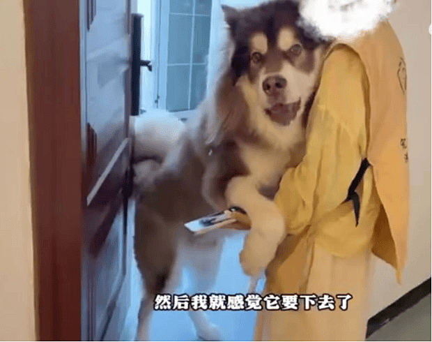 女子上门代喂,被100多斤阿拉斯加犬咬伤遭毁容,狗主人却称...(组图) - 6