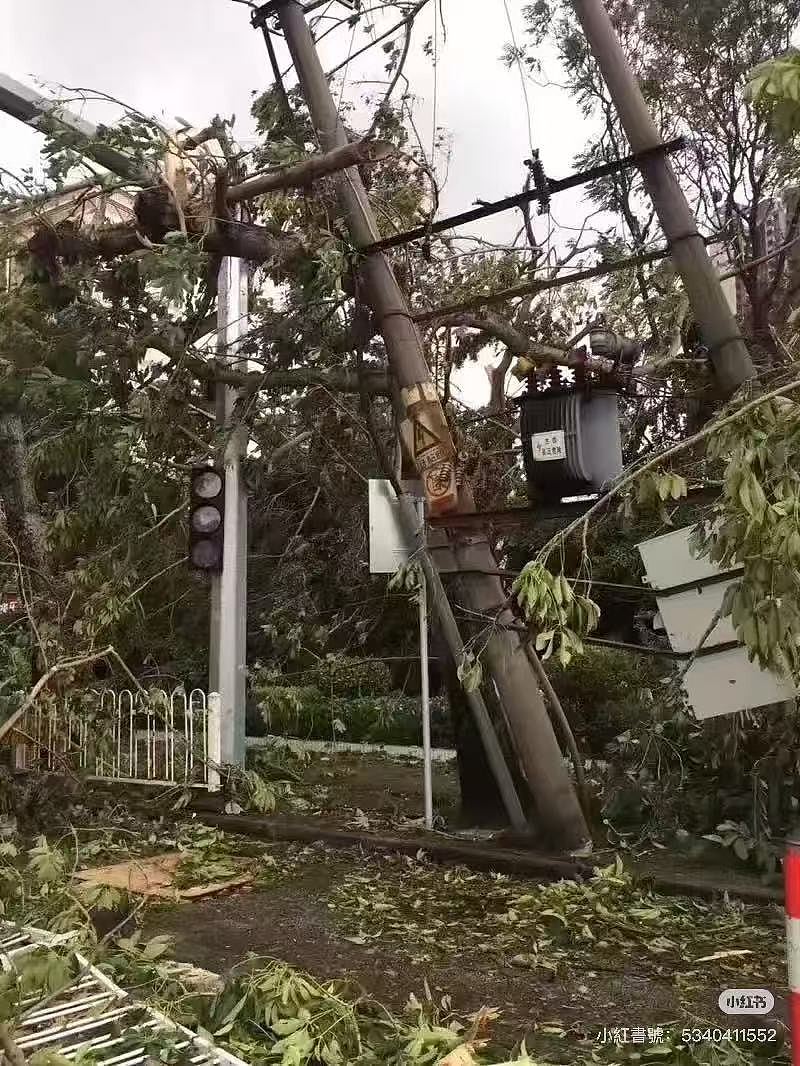 台风桦加沙:珠海录得17级以上阵风!树木连根拔起,住宅吊灯晃动(视频/组图) - 2
