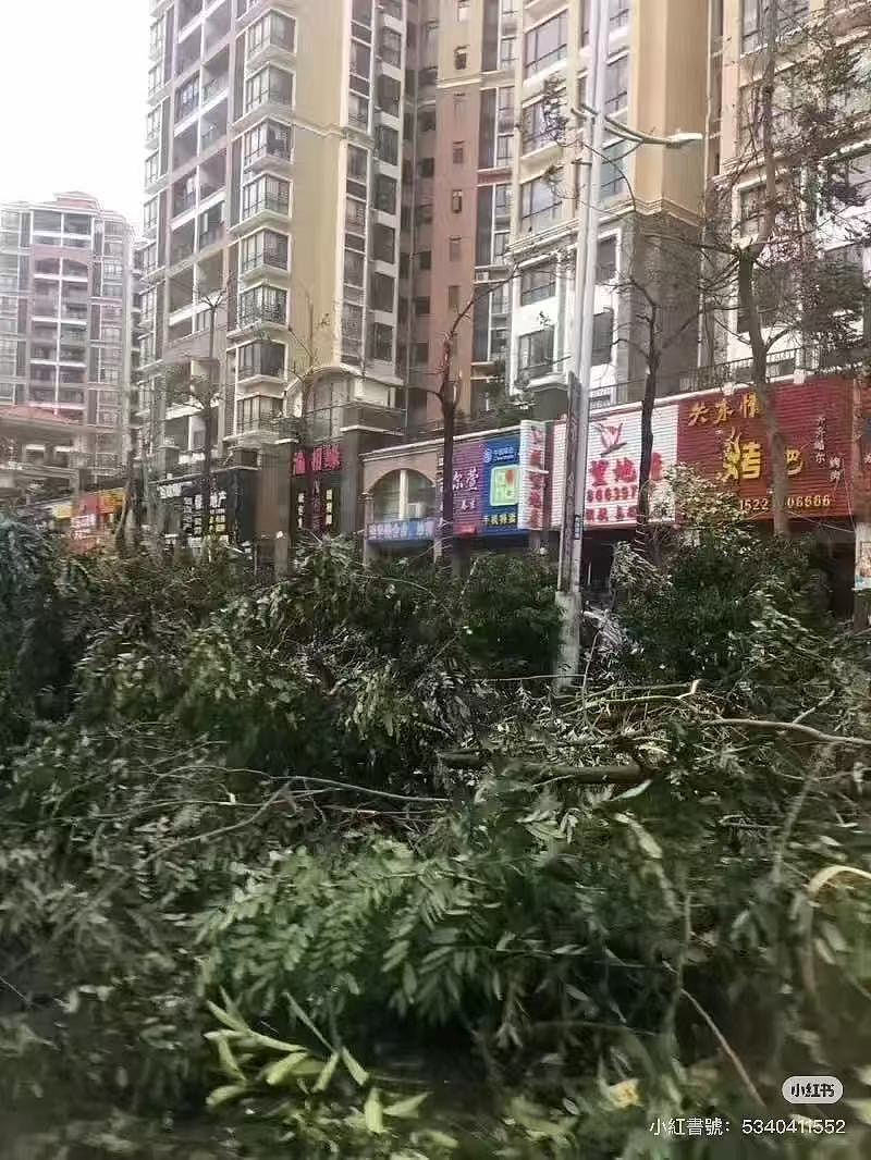 台风桦加沙:珠海录得17级以上阵风!树木连根拔起,住宅吊灯晃动(视频/组图) - 3