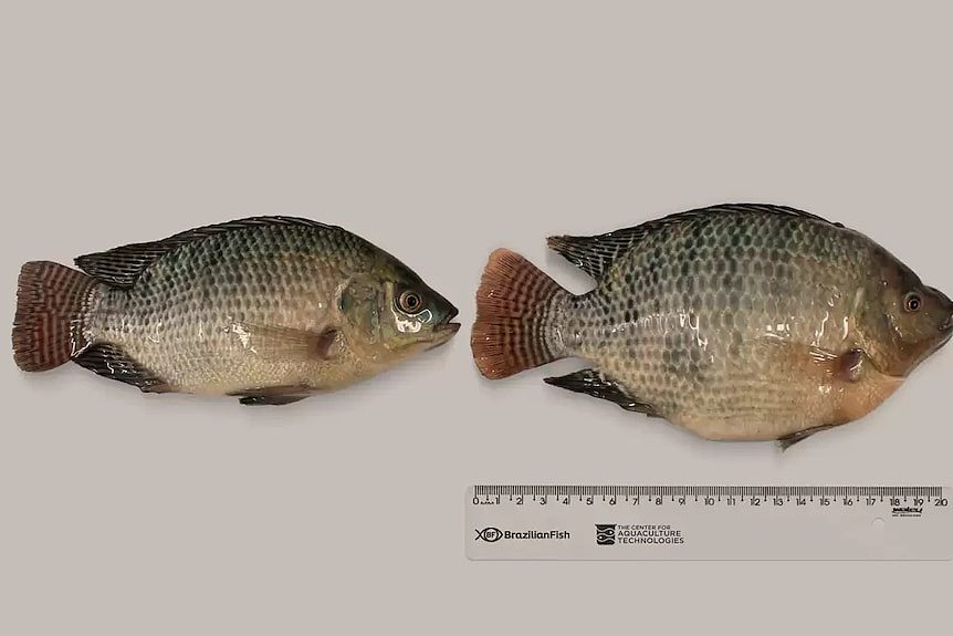 从抗病猪到耐热牛，基因编辑如何改变我们饮食中的肉类（组图） - 5