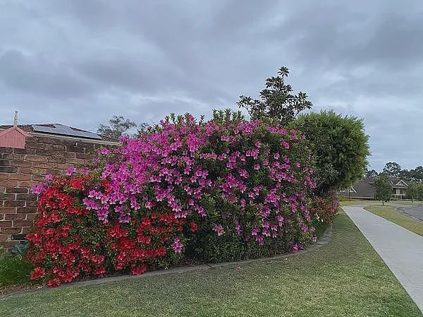澳首府城市房产清盘率升至四年来最高水平 市场“稳而不旺”  管道产品分销商 (ASX：REH)发起2.5亿澳元股份回购计划 - 12