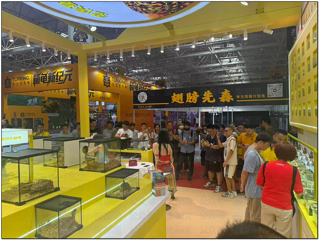 震撼！广东佛山乌龟展惊现众多美女站台，身着寸缕沟壑深邃引发围观（视频/组图） - 6