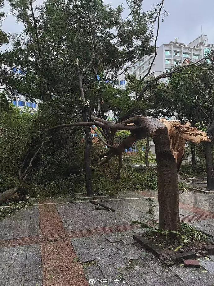 台风桦加沙对广东阳江造成严重影响：海水倒灌、树木折断（组图） - 4