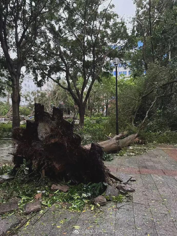 台风桦加沙对广东阳江造成严重影响：海水倒灌、树木折断（组图） - 6
