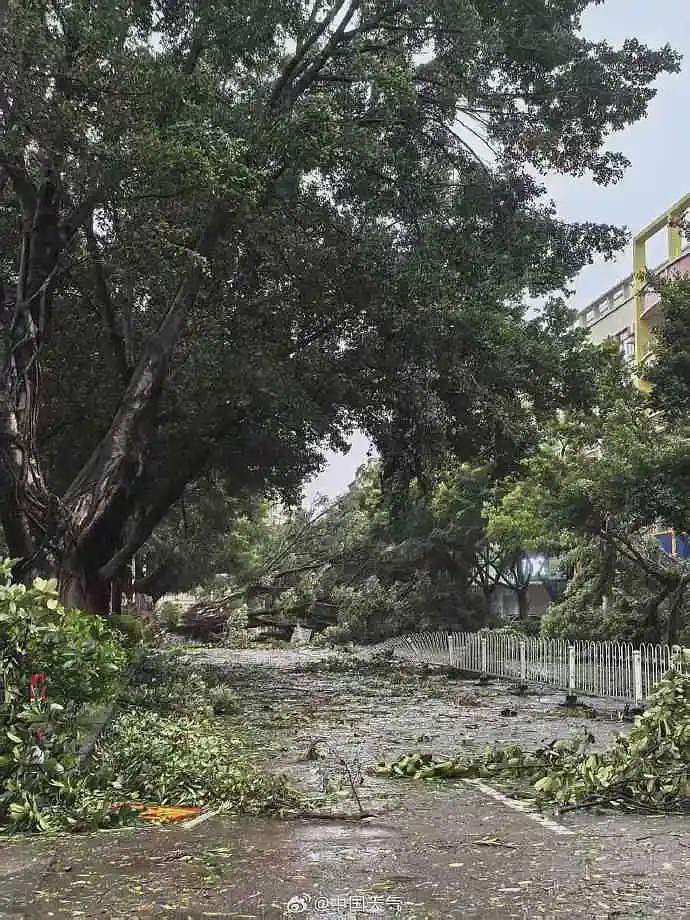台风桦加沙对广东阳江造成严重影响：海水倒灌、树木折断（组图） - 8