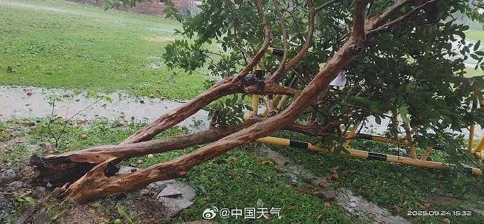 台风桦加沙对广东阳江造成严重影响：海水倒灌、树木折断（组图） - 5