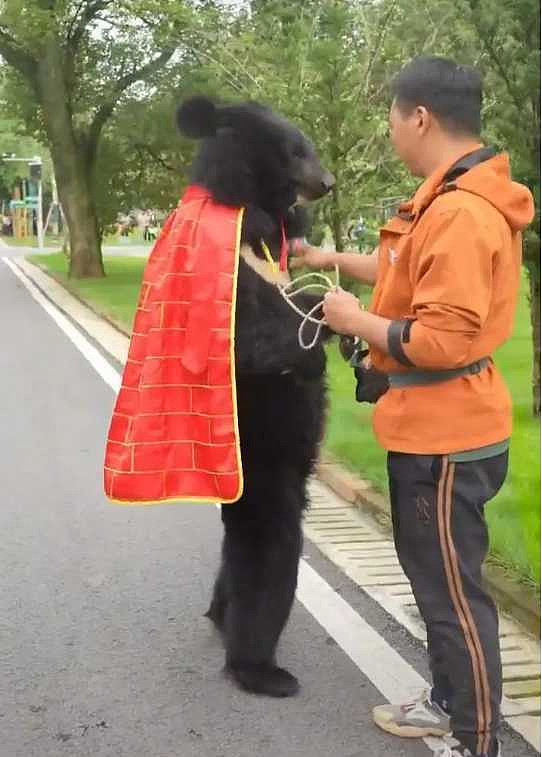 安徽动物园“黑熊披袈裟”人立遛达！网友见影片惊呆：是真货（视频/组图） - 2