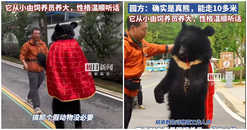 安徽动物园“黑熊披袈裟”人立遛达！网友见影片惊呆：是真货（视频/组图） - 1