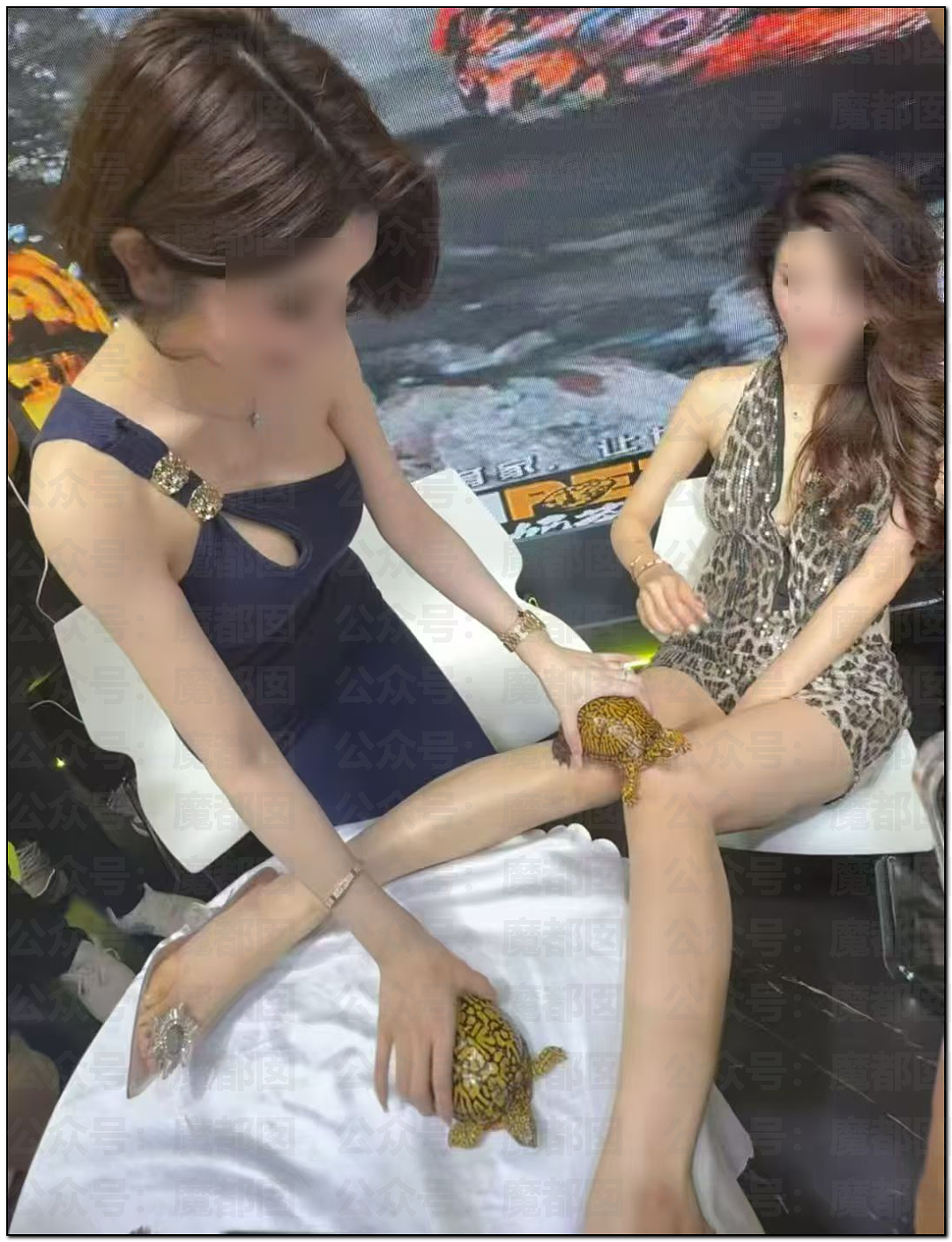 震撼！广东佛山乌龟展惊现众多美女站台，身着寸缕沟壑深邃引发围观（视频/组图） - 10