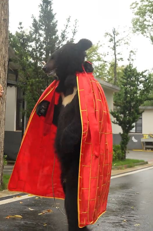 安徽动物园“黑熊披袈裟”人立遛达！网友见影片惊呆：是真货（视频/组图） - 3