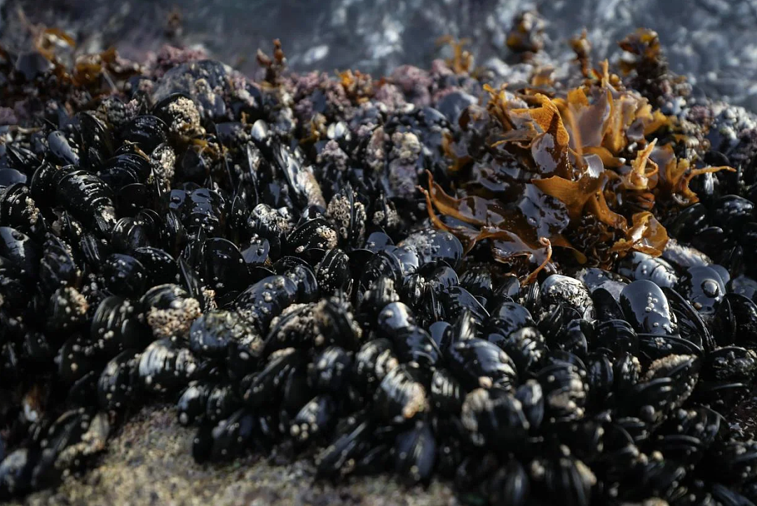直接贴脸拍！“亚洲面孔”新西兰捡海鲜被发到网上！华人会长怒斥：不公平（组图） - 11