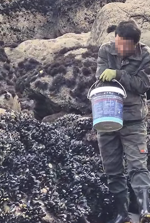 直接贴脸拍！“亚洲面孔”新西兰捡海鲜被发到网上！华人会长怒斥：不公平（组图） - 7