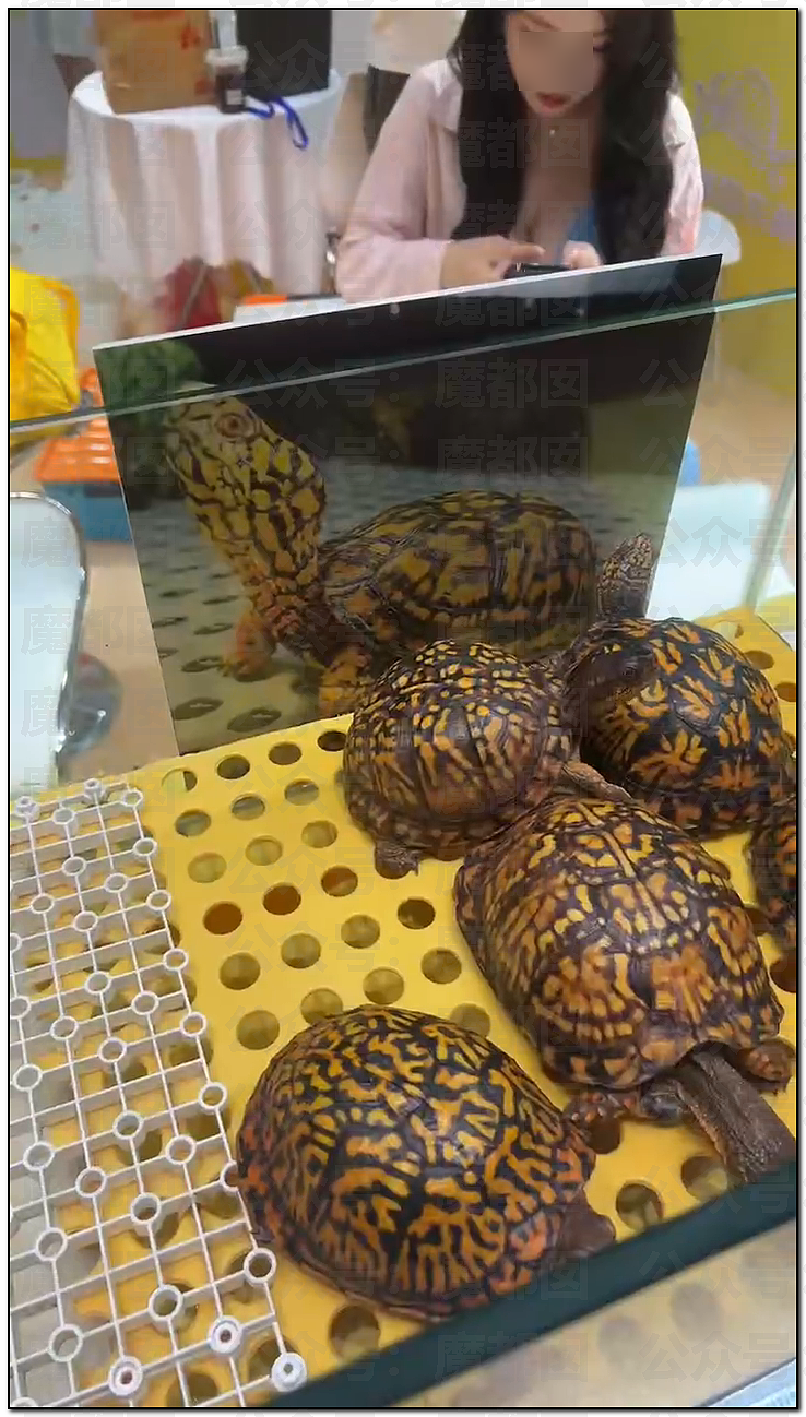 震撼！广东佛山乌龟展惊现众多美女站台，身着寸缕沟壑深邃引发围观（视频/组图） - 1