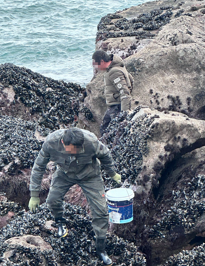 直接贴脸拍！“亚洲面孔”新西兰捡海鲜被发到网上！华人会长怒斥：不公平（组图） - 3