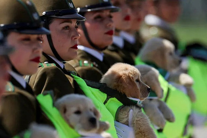 飒爽女警踢正步!镜头竟被胸前萌犬抢走(组图) - 1