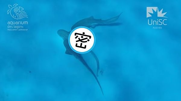 1后战2王多鱼运动!澳洲珍贵画面首曝光,全程仅耗时110秒(组图) - 1
