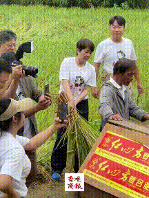 65岁梁安琪到湖南农村打稻谷,手法娴熟一学就会,衣服的印字亮了(组图) - 3