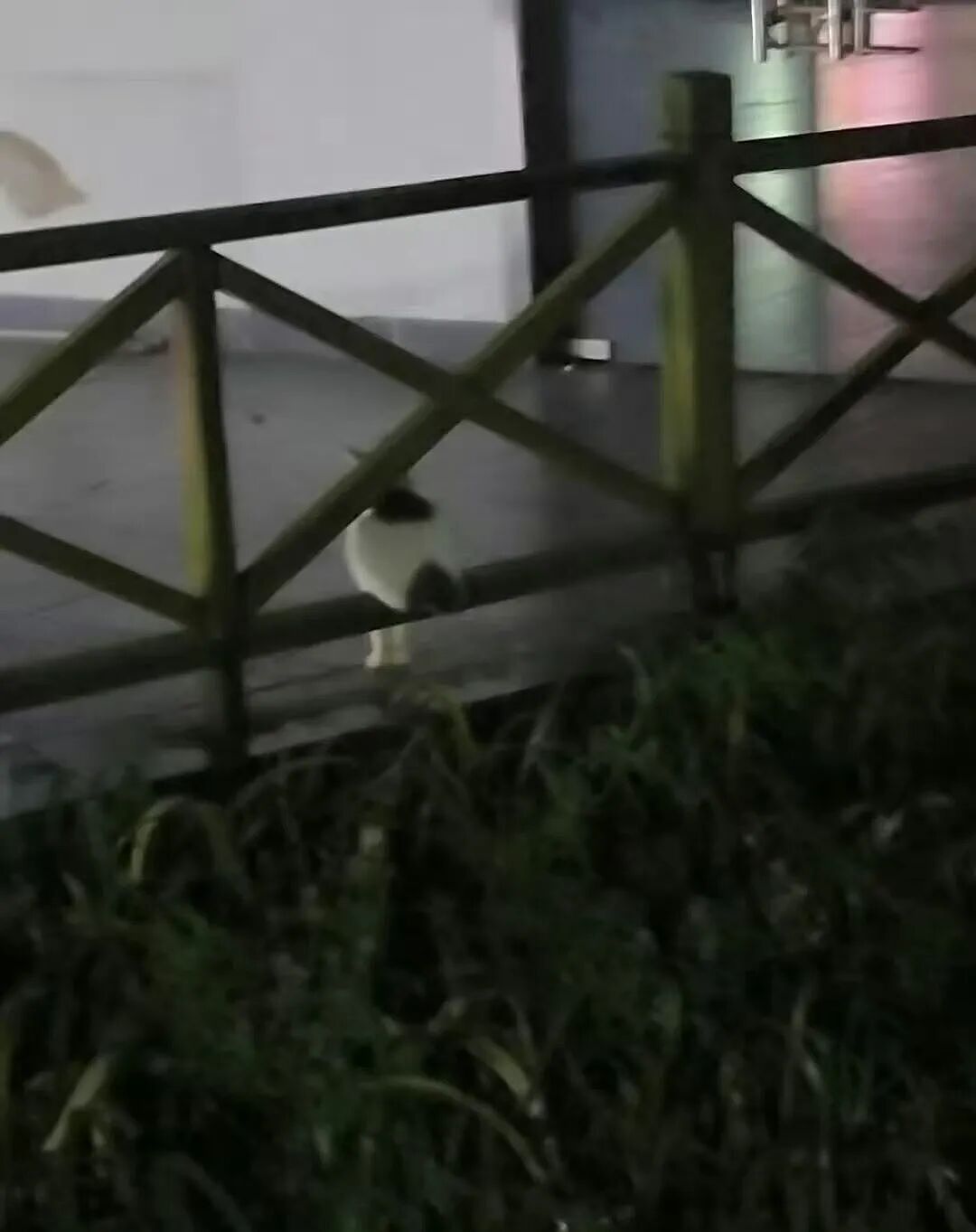 【爆笑】“追星买应援棒结果收到成人用品......” 哈哈哈哈哈哈救命我不行了（组图） - 16