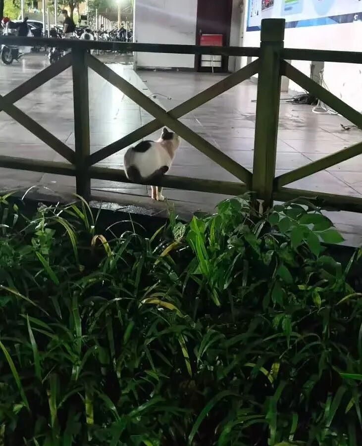 【宠物】网友养猫3年突然想到,猫不知道主人的名字,赶紧掏身份证给猫看,猫的反应好搞笑哈哈哈哈(组图) - 22