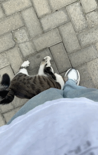 【宠物】网友养猫3年突然想到,猫不知道主人的名字,赶紧掏身份证给猫看,猫的反应好搞笑哈哈哈哈(组图) - 3