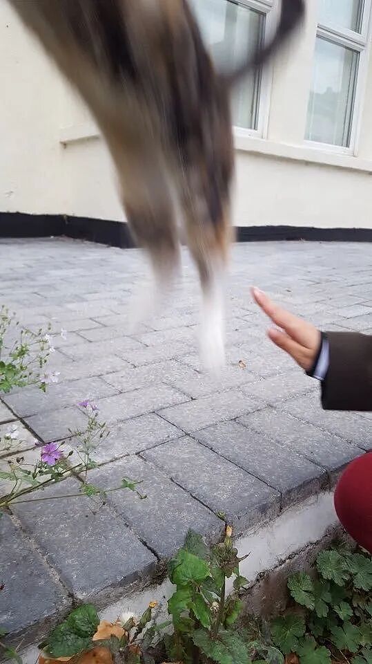 【宠物】网友养猫3年突然想到,猫不知道主人的名字,赶紧掏身份证给猫看,猫的反应好搞笑哈哈哈哈(组图) - 31