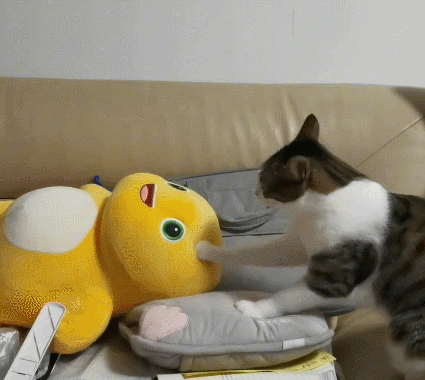 【宠物】网友养猫3年突然想到,猫不知道主人的名字,赶紧掏身份证给猫看,猫的反应好搞笑哈哈哈哈(组图) - 15