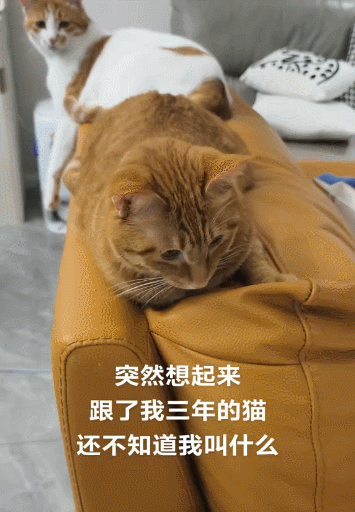 【宠物】网友养猫3年突然想到,猫不知道主人的名字,赶紧掏身份证给猫看,猫的反应好搞笑哈哈哈哈(组图) - 18
