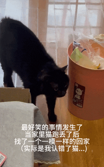 【宠物】网友养猫3年突然想到,猫不知道主人的名字,赶紧掏身份证给猫看,猫的反应好搞笑哈哈哈哈(组图) - 6