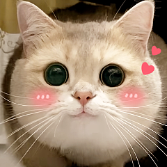【宠物】网友养猫3年突然想到,猫不知道主人的名字,赶紧掏身份证给猫看,猫的反应好搞笑哈哈哈哈(组图) - 1