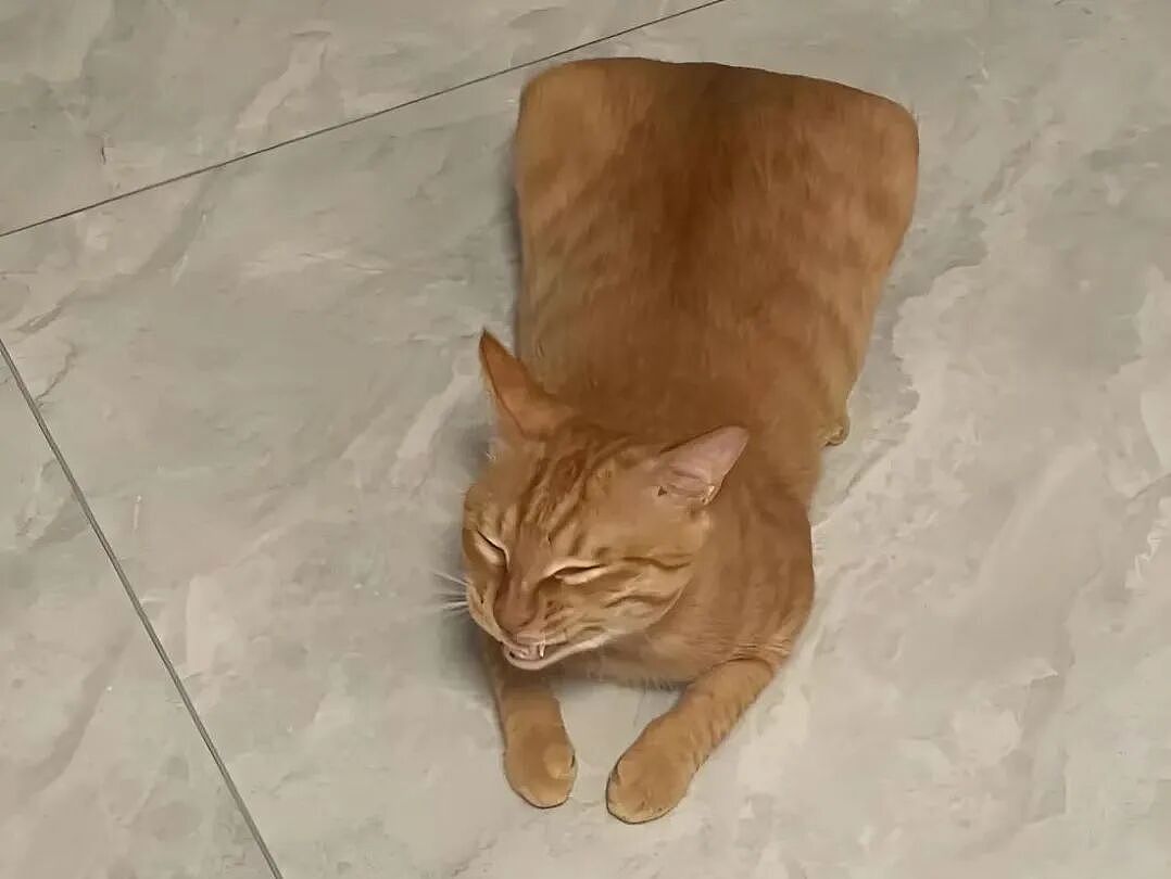 【宠物】网友养猫3年突然想到,猫不知道主人的名字,赶紧掏身份证给猫看,猫的反应好搞笑哈哈哈哈(组图) - 27