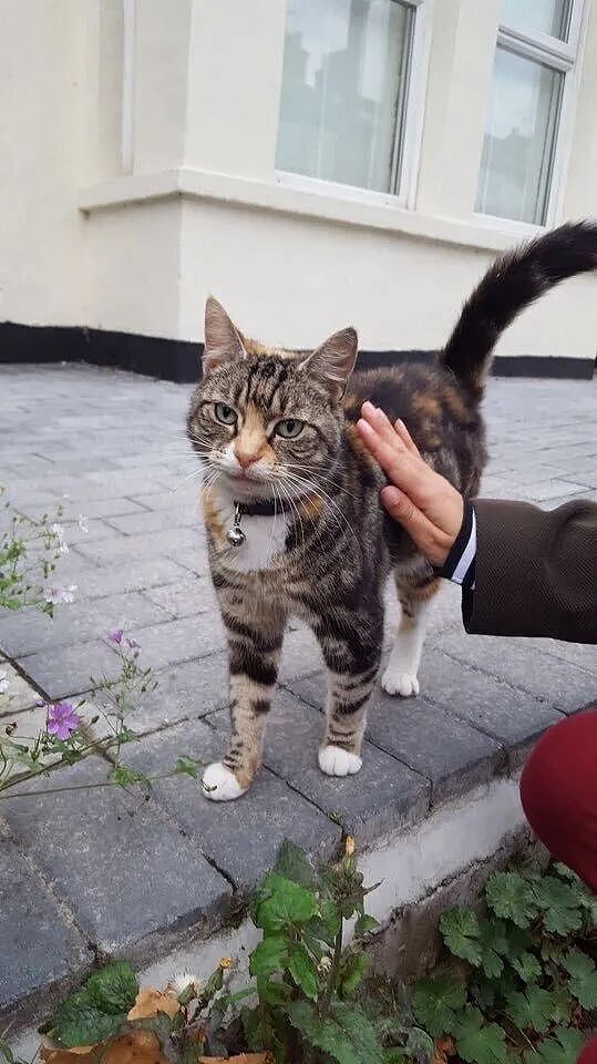 【宠物】网友养猫3年突然想到,猫不知道主人的名字,赶紧掏身份证给猫看,猫的反应好搞笑哈哈哈哈(组图) - 30