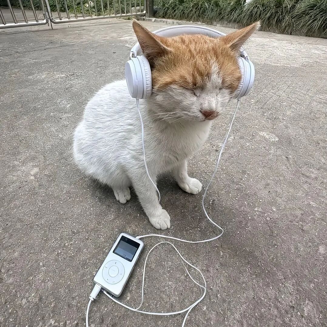 【宠物】网友养猫3年突然想到,猫不知道主人的名字,赶紧掏身份证给猫看,猫的反应好搞笑哈哈哈哈(组图) - 28